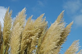 蘆葦,風(fēng),性質(zhì)