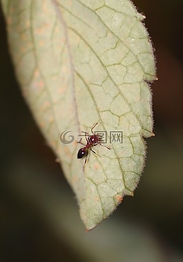 昆蟲,性質(zhì),工作表