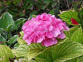 绣球,鲜花,粉红色