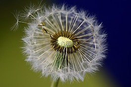 蒲公英,種子,花