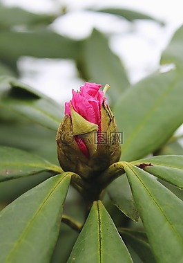 杜鵑,布什,開花