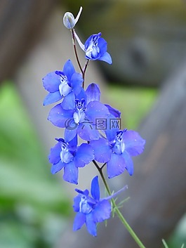 花,開花,藍色