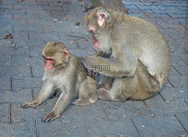 猴子,寶貝,動(dòng)物園
