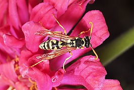 性質(zhì),花卉,昆蟲