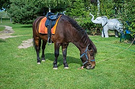 馬,小馬,動(dòng)物園
