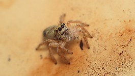 性質(zhì),生活的本質(zhì),昆蟲