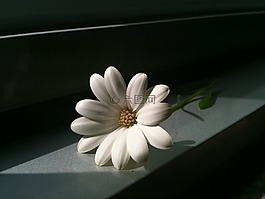 白,鮮花,春天