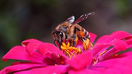 性質(zhì),花卉,昆蟲