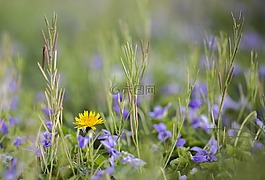 蒲公英,花,紫色
