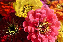 百日草,鮮花,開花
