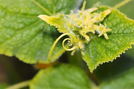 工作表,性質(zhì),植物