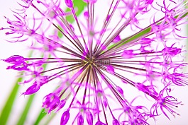 鮮花,春天,花樹