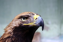 動物,鳥,特寫