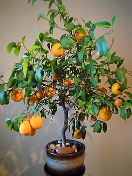 橙子,樹,花盆
