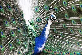 動物,動物攝影,鳥