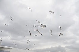 海鷗,天空,云