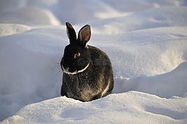 兔,冬天,雪