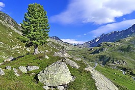 樹,通過,高山