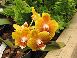 花卉園,花,葉
