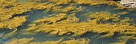 黃色,愛(ài)爾蘭,性質(zhì)