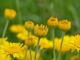 鮮花,黃色,野生花卉