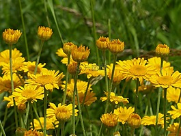 鮮花,黃色,野生花卉