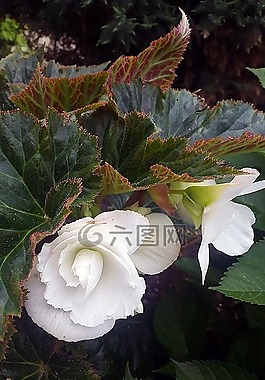 白花,花園,花