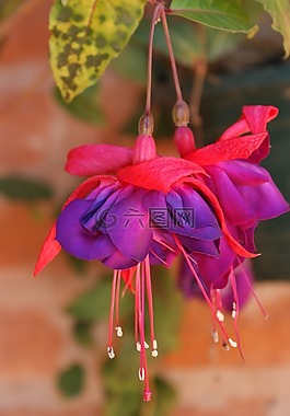 倒掛金鐘,鮮花,粉紅色