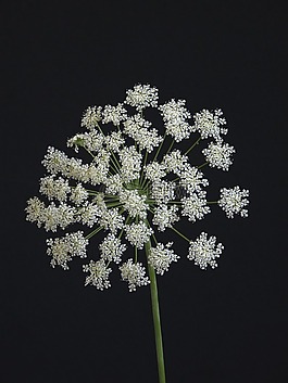 花,umbellifer,白