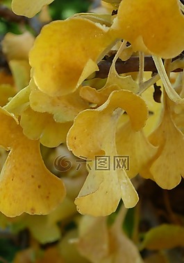 银杏,树,黄色