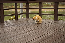 公園,晴間多云,貓