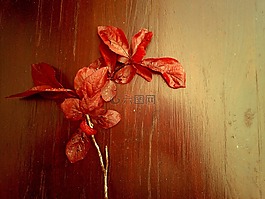 葉子,紅色,秋季