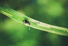 甲蟲,小草,模糊