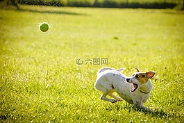 狗,行動,打獵