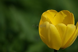 郁金香,黃色,花