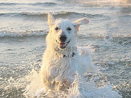 kuvasz,狗,牧羊犬