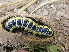 春天,卡特彼勒,性質(zhì)