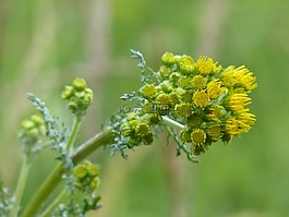 jakobs greiskraut,鲜花,黄色