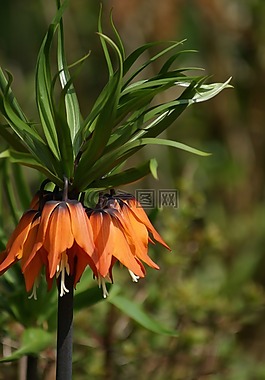 花,橙色,開花
