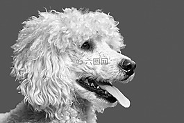狗,卷毛狗,品種