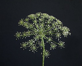 花,umbellifer,褪色