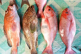 魚,印度尼西亞,粉紅色