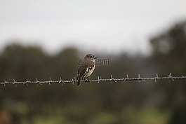 猩紅,知更鳥,女性