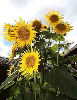 向日葵,植物,性質(zhì)