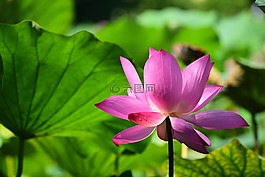 植物,葉子,蓮花