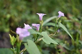 花,紫色,紫色花