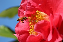 蜂蜜,蜜蜂,花