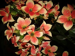 小花,橙色,花卉