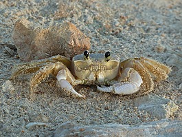 蟹,海洋,海灘