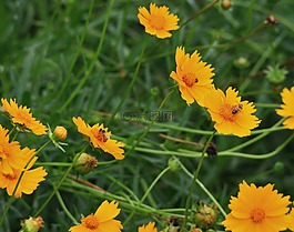 鮮花,雛菊,黃色